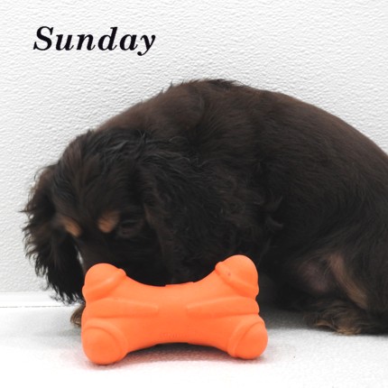puppy, for, sale, Cocker Spaniel, Joe & Cherri  Overlease, dog, breeder, Miller, MO, dog-breeder, puppy-for-sale, forsale, nearby, find, puppyfind, locator, puppylocator, aca